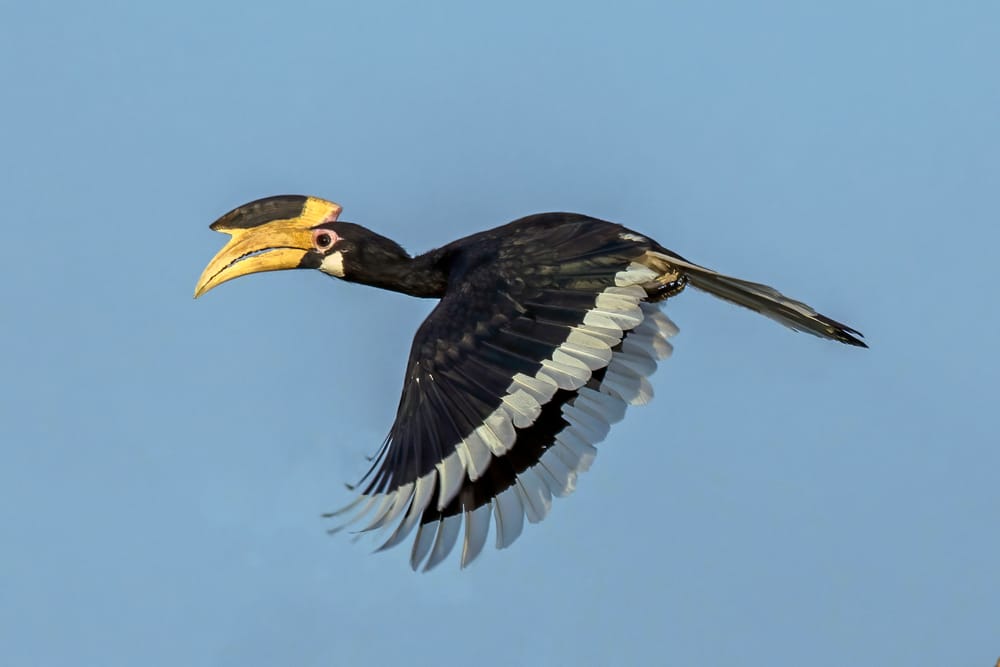 Malabar pied hornbill