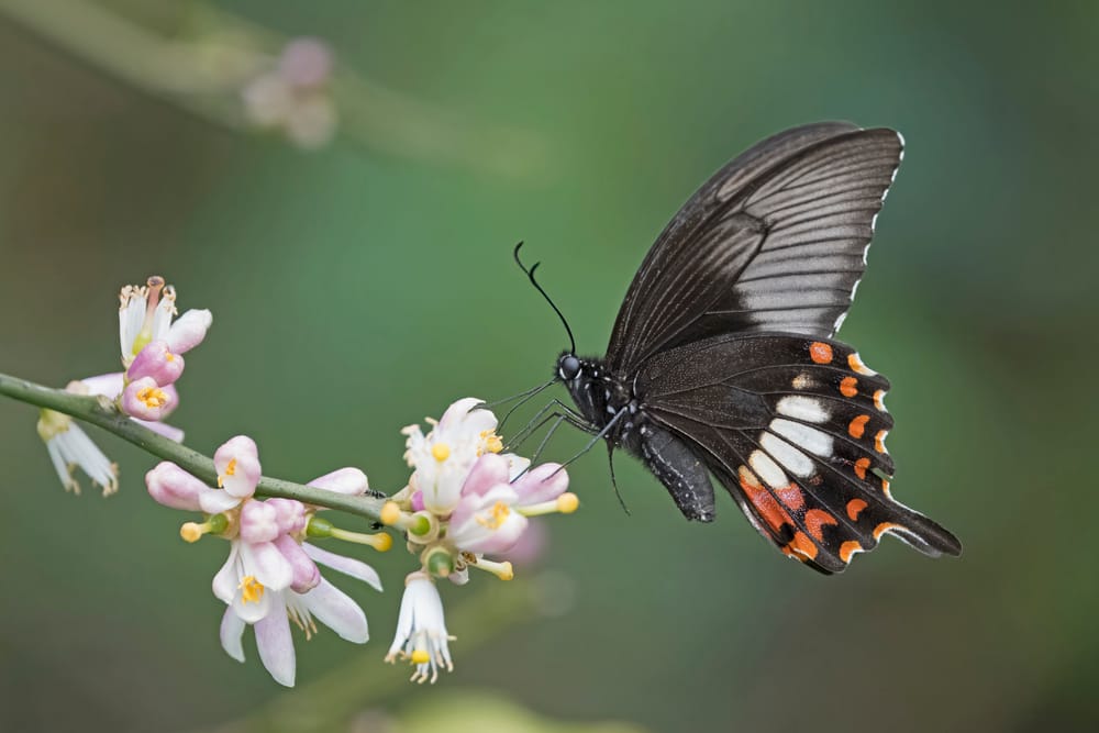 Common Mormon