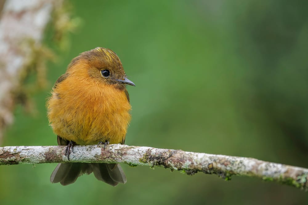 Cinnamon flycatcher