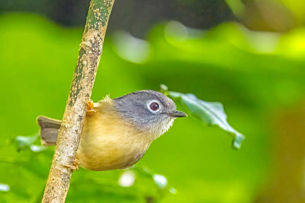 Grey-cheeked fulvetta